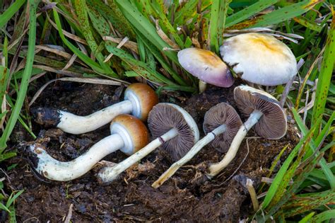 Recognizing the Signs of Magic Mushroom Dependency